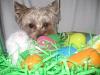 Sam's Early Easter Pics!-img_0636-small-.jpg