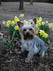 Molly's ready for spring!-molly-030509-2.jpg