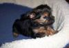 Lily's Pups 8 weeks!!!!-girl.11.24.jpg