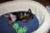 Lily's Pups 8 weeks!!!!-girl.11.25.jpg
