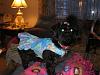 Tink got a Surprise Package from Morkie4-gifts-morkie4-001.jpg