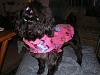 Tink got a Surprise Package from Morkie4-gifts-morkie4-003.jpg