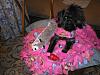 Tink got a Surprise Package from Morkie4-gifts-morkie4-007.jpg