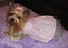 Piccolo Modeling Her New Sissyangel Easter Dress-piccolos-easter-dress-0000.jpg