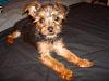 Joey growing up :D-dsc01360.jpg