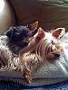 My furbabies-dromie-bratac-1.jpg