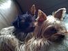 My furbabies-dromie-bratac-3.jpg