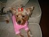 LOVES to see PICS of U furkids with Topknot !-002.jpg