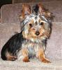 LOVES to see PICS of U furkids with Topknot !-img_0004.jpg