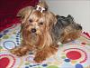 LOVES to see PICS of U furkids with Topknot !-212451.jpg