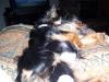 My babies...-romeo-juliet-002.jpg