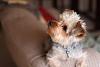 Profile of a Yorkie-img_0187.jpg