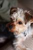 Profile of a Yorkie-img_0186.jpg