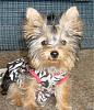 Does Your Yorkie Smile? Let's see!-gracie-almost-5-months-005.jpg