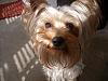 Does Your Yorkie Smile? Let's see!-093.jpg