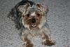 Does Your Yorkie Smile? Let's see!-img_5212.jpg