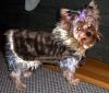 Punkin's new winter coat :-)-punkin-her-new-coat-2.jpg