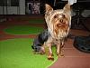 Post pictures of your Yorkie as a baby and then as an adult!-hot-rod-maggie-3-8-09-59-.jpg