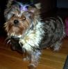 Punkin's new winter coat :-)-punkin-her-new-coat-3.jpg