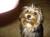 Does Your Yorkie Smile? Let's see!-bella2.jpg