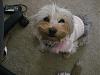 Does Your Yorkie Smile? Let's see!-bella.jpg