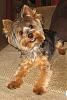 Does Your Yorkie Smile? Let's see!-smile1.jpg