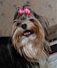 Does Your Yorkie Smile? Let's see!-rozi10mthu.jpg