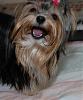 Does Your Yorkie Smile? Let's see!-rozi10mtht.jpg