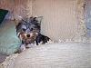 Post pictures of your Yorkie as a baby and then as an adult!-1stpic_0_alb.jpg