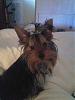 Post pictures of your Yorkie as a baby and then as an adult!-photo-0047.jpg