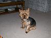 Buddy/From handsome to puppy again-100_0525-768-x-576-.jpg