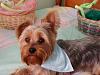 Easter Yorkies...-easter-2009.jpg