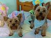 Easter Yorkies...-easter048.jpg