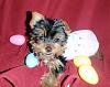 Does Your Yorkie Smile? Let's see!-egg.jpg