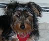 Yorkie or Silky - you be the judge-johnnycloseup2sized.jpg