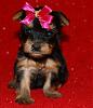 My New Yorkie Girl.-serina_female_2.jpg