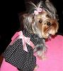 PUPPY CUTS for wavy hair silver yorkies.-3-.jpg