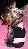PUPPY CUTS for wavy hair silver yorkies.-4.jpg