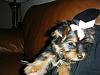Introducing little miss Daisy-daisy_02.jpg