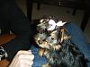 Introducing little miss Daisy-daisy_04.jpg