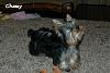 My yorkie babies are 17 weeks old now!-chewy-17wks.2-large-web-view.jpg