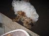 Benny and the Jets...-they-having-fun-yet...brooklyn-benjamin..lots-energy-.jpg