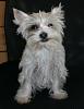 White Yorkie Puppy-cimg1518.jpg