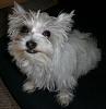 White Yorkie Puppy-cimg1519.jpg