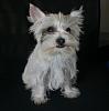 White Yorkie Puppy-cimg1520.jpg