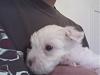 White Yorkie Puppy-0124092222.jpg