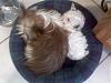White Yorkie Puppy-0211091226.jpg