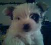 White Yorkie Puppy-010409_22481.jpg
