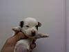 White Yorkie Puppy-1210081956.jpg