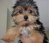 Post pictures of your Yorkie as a baby and then as an adult!-huckwhiteface-12-half-weeks-old.jpg